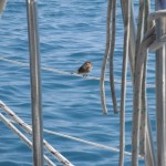 Robin aboard RYA sailing Greece