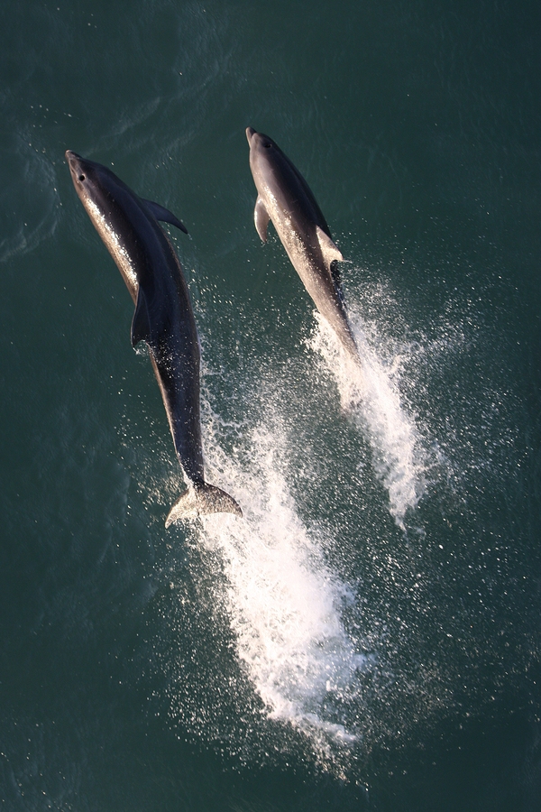 Ionian Sea dolphins